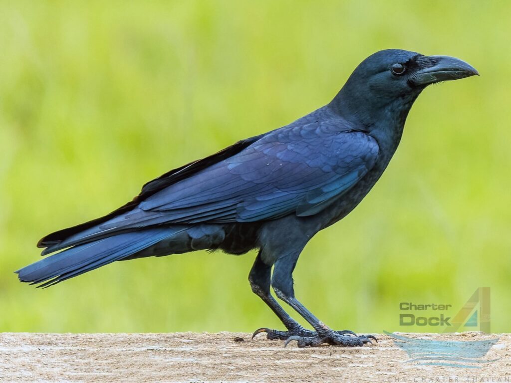 Large-billed Crow - Birds of Phi Phi Island Krabi