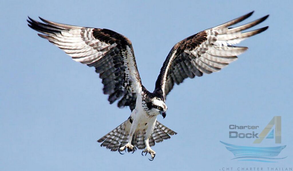Osprey, Pandion haliaetus - The Birds of Phi Phi Island