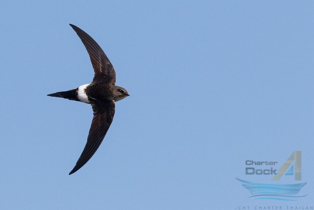 Swiftlets Apodidae - The Birds of Phi Phi Island