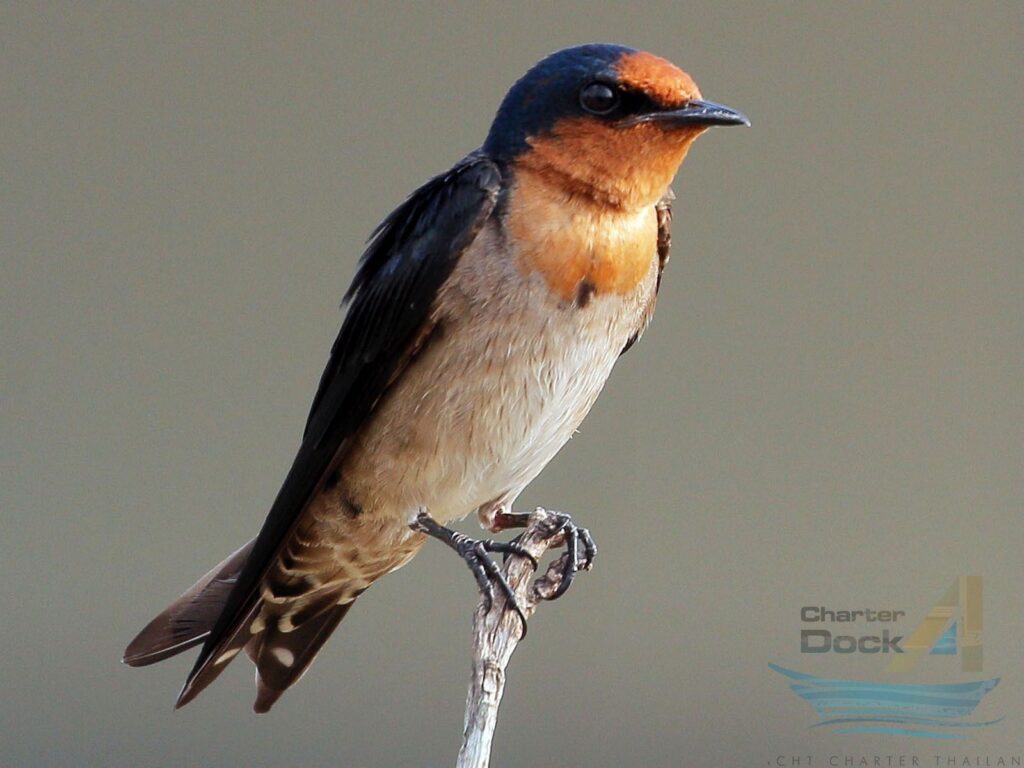 Pacific Swallow, Hirundo tahitica - Birds of Phi Phi Island - Krabi