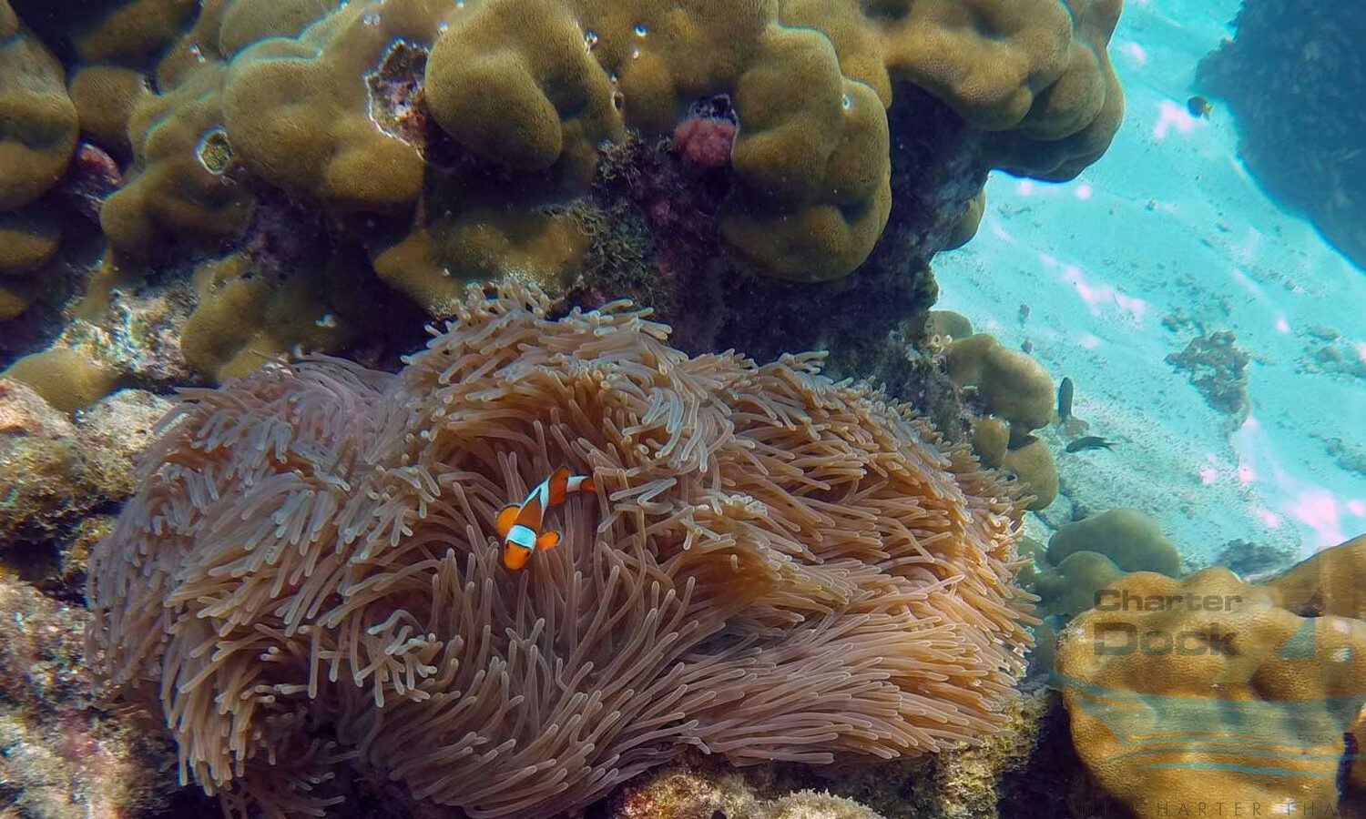 coral-phuket
