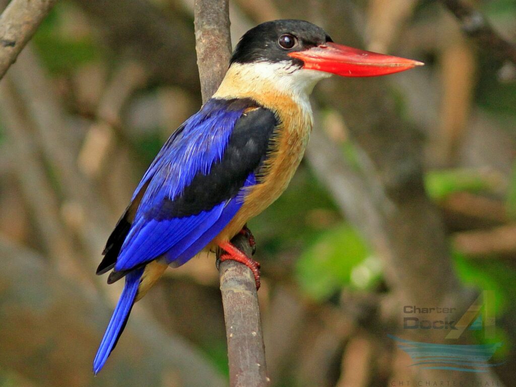 lack-capped Kingfisher, Halcyon pi/eata. - The Birds of Phi Phi Island