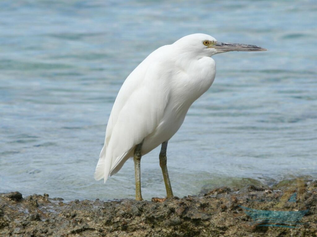 Reef Egret