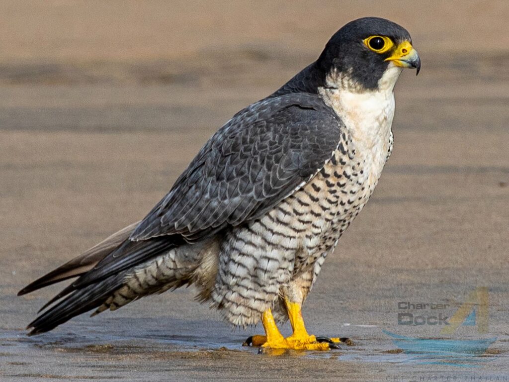 Peregrine Falcon (falco peregrinus) - The Birds of Phi Phi Island