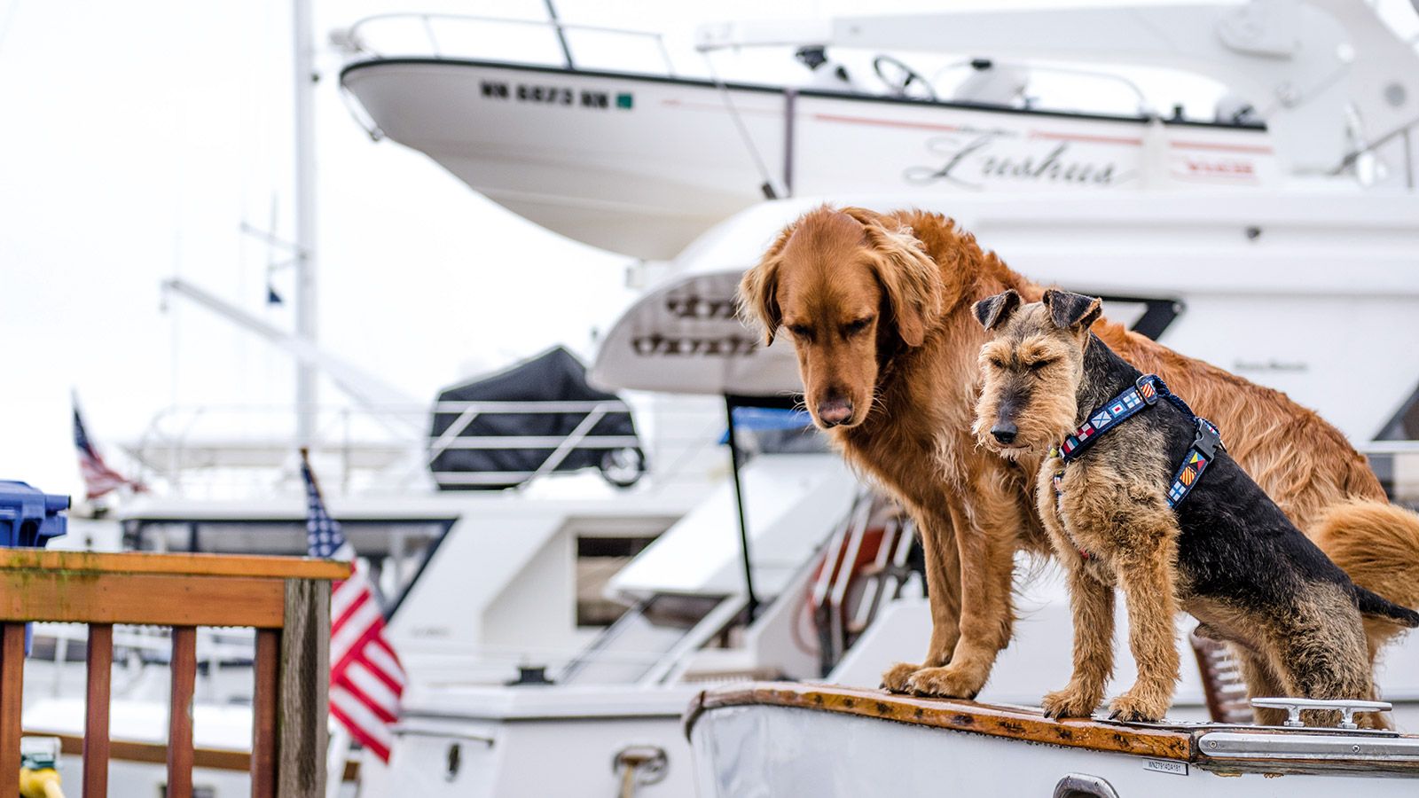 Pets dogs and cats on a yacht charter