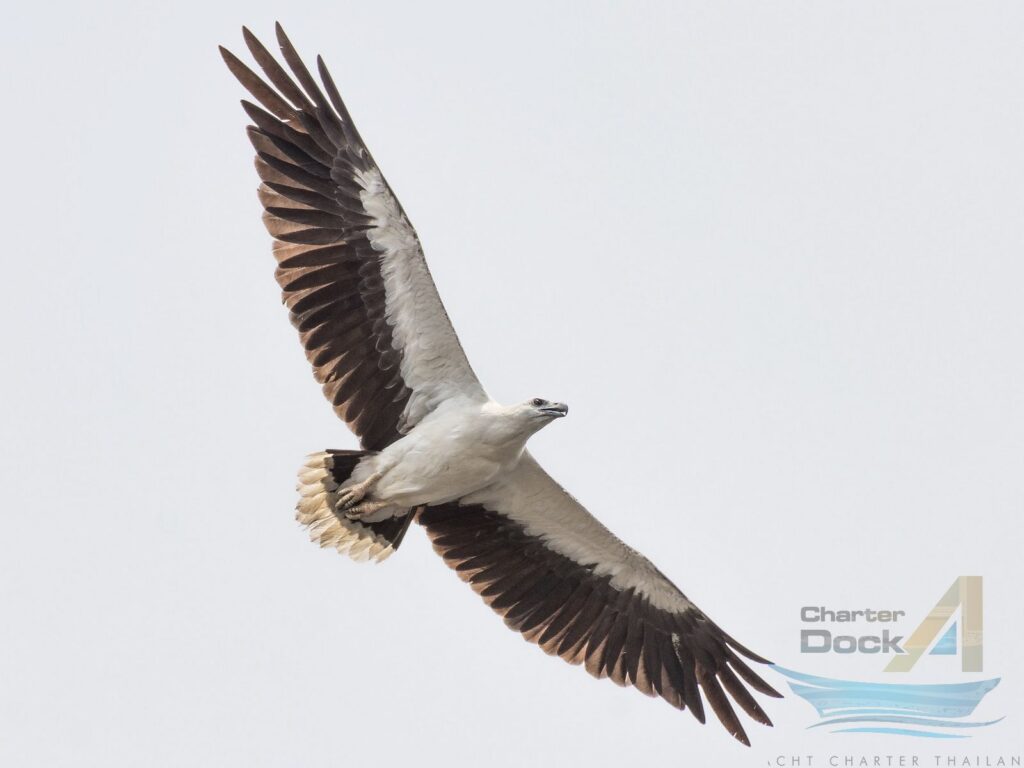 White-bellied Sea Eagle, Haliaeetus leucogaster - The Birds of Phi Phi Island